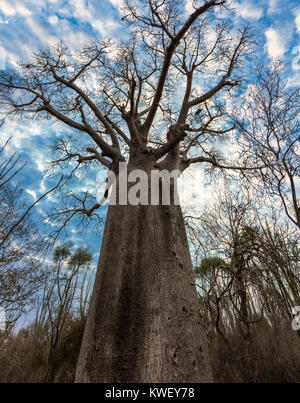 Un géant Baobab (Adansonia za) contre l'arbre ciel nuageux dans la Forêt épineuse de Berenty Réserve privée. Le sud-ouest de Madagascar, l'Afrique. Banque D'Images