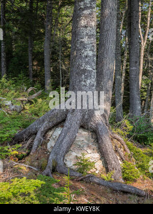 Arbre avec ses racines rock, enroulée autour d'un ruisseau Cranberry, donnent sur le sentier Fundy, Saint Martins, dans la baie de Fundy, Nouveau-Brunswick, Canada. Banque D'Images