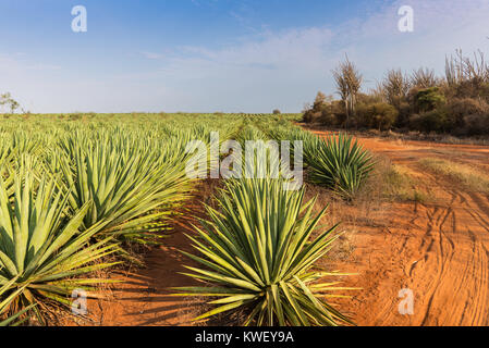 Lignes d'Agave sisalana Sisal lors d'une plantation près de Berenty Réserve privée, le sud-ouest de Madagascar, l'Afrique. Banque D'Images