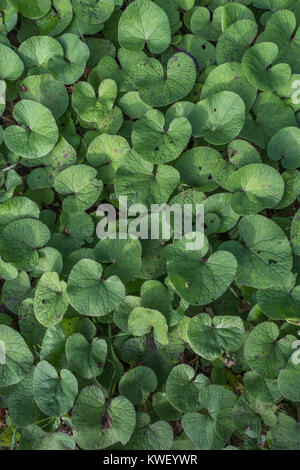 Masse de jeunes feuilles / feuillage de Butterbur / Petasites hybridus ou Heliotrope d'hiver / Petasites fragrans. Banque D'Images
