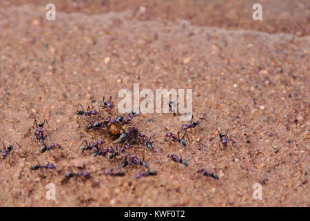 Les fourmis de la viande qui attaquent une abeille européenne près d'un barrage à Beni forêt près de Dubbo, Nouvelle Galles du Sud Banque D'Images