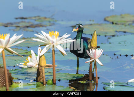 Le bronze-winged jacana est un échassier de la famille des Jacanidae. Il est le seul membre du genre Metopidius. Banque D'Images