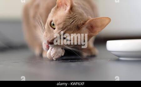 Un chat mange rouge. Banque D'Images