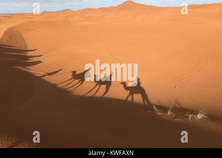 Ombre de chameau sur les dunes de sable au cours de chameau dans le désert du Sahara marocain. Banque D'Images