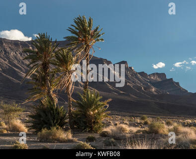 Image paysage marocain d'arbres et de relief accidenté. Banque D'Images