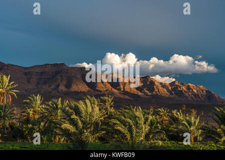 Image paysage marocain d'arbres et de relief accidenté. Banque D'Images