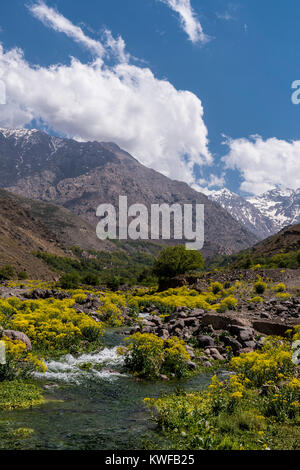Paysage de montagne avec des fleurs sauvages dans les montagnes de l'Atlas. Banque D'Images
