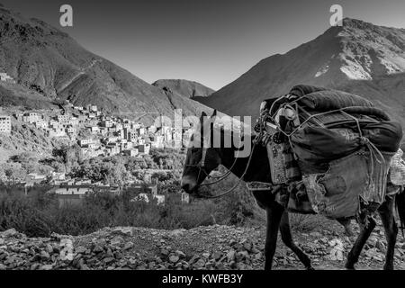 Trekking avec mule dans les montagnes du Haut Atlas marocain Banque D'Images