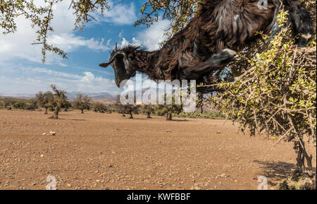 Les chèvres dans les arbres à proximité de Argan Taroudant Banque D'Images