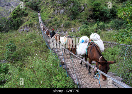 Des ânes sur le pont suspendu au Népal Banque D'Images