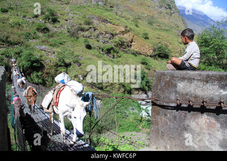 L'âne et le garçon sur le pont suspendu ibn mountain au Népal Banque D'Images