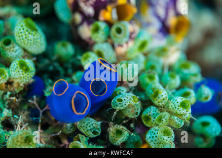 Les tuniciers bleu sur un corail Banque D'Images