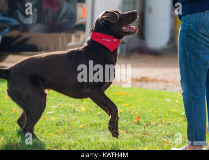 Chien labrador retriever chocolat anticiper une boule de projection. Le port de bandana rouge sur l'herbe verte et sa personne sur le côté droit, les jambes seulement. Banque D'Images