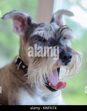 Photo verticale d'un sel et poivre mini schnauzer le bâillement. Sa langue rose dépasse et gondolé. L'accent est mis sur les yeux, avec une faible profondeur de champ Banque D'Images