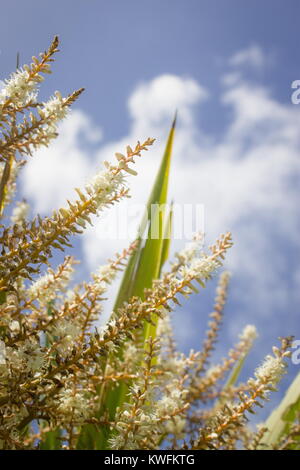 Close up image of New Zealand choux fleurs en été. Banque D'Images