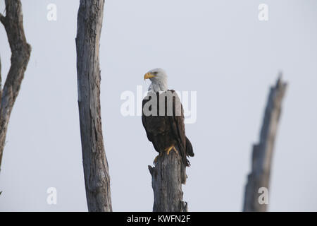 FORT LAUDERDALE, FL - 01 juin : Le pygargue à tête blanche est l'oiseau national et animal national des États-Unis d'Amérique. Le pygargue à tête blanche apparaît sur son joint. À la fin du 20e siècle, elle était au bord de l'extinction dans la zone continentale des États-Unis. Récupérer les populations et l'espèce a été retirée de la liste du gouvernement fédéral américain d'espèces en danger le 12 juillet 1995 et transféré à la liste des espèces menacées. Il a été retiré de la liste des espèces sauvages en voie de disparition et menacées dans les 48 États le 28 juin 2007. L'aigle chauve américain d'être dérangé par un énorme à moustiques Banque D'Images