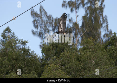 FORT LAUDERDALE, FL - 01 juin : Le pygargue à tête blanche est l'oiseau national et animal national des États-Unis d'Amérique. Le pygargue à tête blanche apparaît sur son joint. À la fin du 20e siècle, elle était au bord de l'extinction dans la zone continentale des États-Unis. Récupérer les populations et l'espèce a été retirée de la liste du gouvernement fédéral américain d'espèces en danger le 12 juillet 1995 et transféré à la liste des espèces menacées. Il a été retiré de la liste des espèces sauvages en voie de disparition et menacées dans les 48 États le 28 juin 2007. L'aigle chauve américain d'être dérangé par un énorme à moustiques Banque D'Images