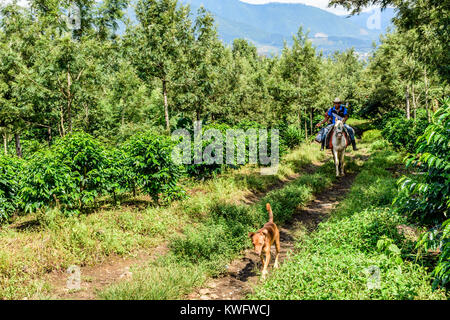 San Miguel Dueñas, Guatemala - 10 octobre 2017 : les travailleurs à cheval randonnée à travers les plantations de café dans la zone de culture du café près de Antigua, Guatemala Banque D'Images