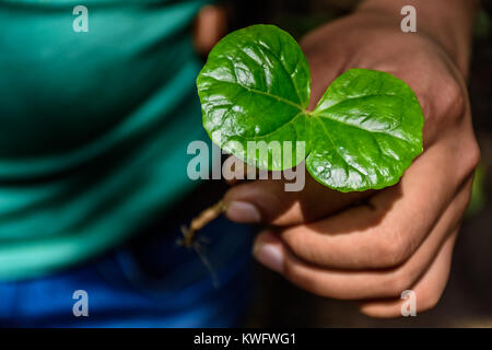 Main tenant des semis de plantes de café dans la culture du café près de Antigua, Guatemala, Amérique Centrale Banque D'Images