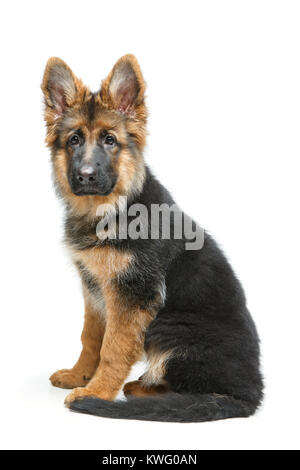 Beau chiot shepard allemand Banque D'Images