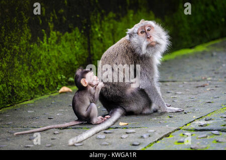 La mère et le bébé singe à longue queue balinais du Monkey Temple, Ubud Banque D'Images