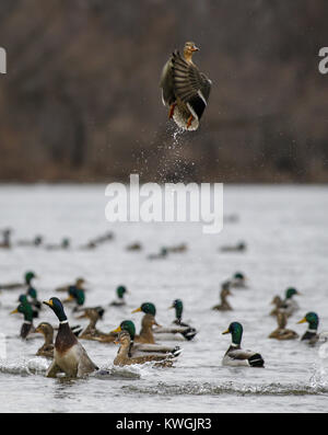 Davenport, Iowa, États-Unis. 28 Dec, 2016. Canards décoller de la rivière Mississippi, à l'île de crédit dans la région de Davenport le Mercredi, Décembre 28, 2016. La glace et la neige continue de fondre comme Quad-City région temps exceptionnellement doux. Credit : Andy Abeyta/Quad-City Times/ZUMA/Alamy Fil Live News Banque D'Images