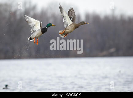 Davenport, Iowa, États-Unis. 28 Dec, 2016. Une paire de canards colverts décollent de la rivière Mississippi, à l'île de crédit dans la région de Davenport le Mercredi, Décembre 28, 2016. La glace et la neige continue de fondre comme Quad-City région temps exceptionnellement doux. Credit : Andy Abeyta/Quad-City Times/ZUMA/Alamy Fil Live News Banque D'Images