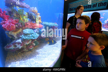 Vallée de la houille, de l'Iowa, USA. 30 Juin, 2017. Hans Brodersen 6 et son frère Finn 4 de Bettendorf, découvrez l'aquarium plein de poissons, vendredi 30 juin 2017, pendant le jour de l'ouverture des océans, une nouvelle pièce à thème aquatique Zoo Niabi à charbon en Vallée. Crédit : John Schultz/Quad-City Times/ZUMA/Alamy Fil Live News Banque D'Images