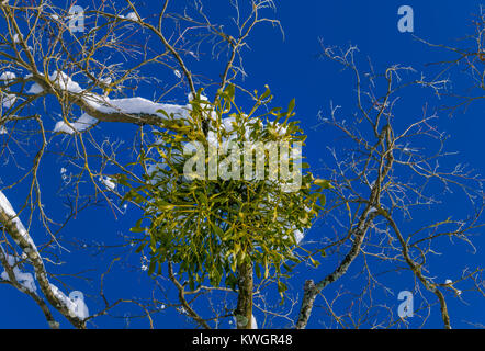 Gui poussent sur un arbre en hiver, Bavaria, Germany, Europe Banque D'Images