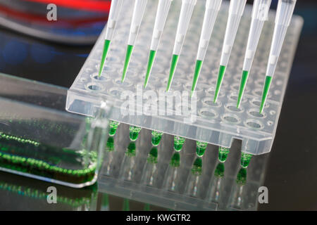 Des échantillons d'ADN amplifié chargement de gel d'agarose avec pipette multicanaux Banque D'Images