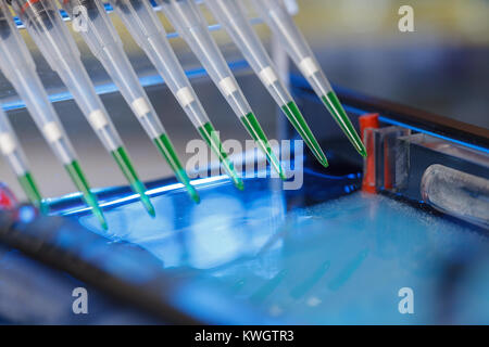 Des échantillons d'ADN amplifié chargement de gel d'agarose avec pipette multicanaux Banque D'Images
