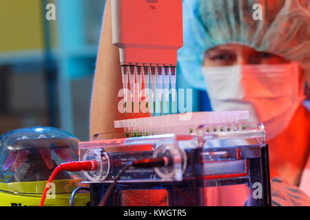 Plaque pcr charges scientifique pour l'analyse d'ADN avec pipette multicanaux Banque D'Images