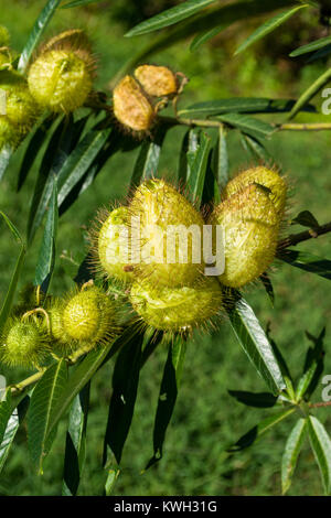 Usine de ballons (Gomphocarpus physocarpus ou Asclepias physocarpus) gousses, Nairobi, Kenya, Afrique de l'Est Banque D'Images