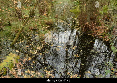 L'étang de l'eau sombre dans les zones humides Banque D'Images