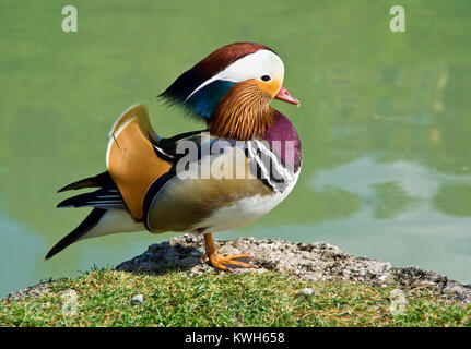 Un mâle Canard mandarin (Aix galericulata) debout avec une jambe sur le bord d'une dalle de pierre à côté d'un lac dans le jardin de Palais Hellbrunn, Salzburg. Banque D'Images