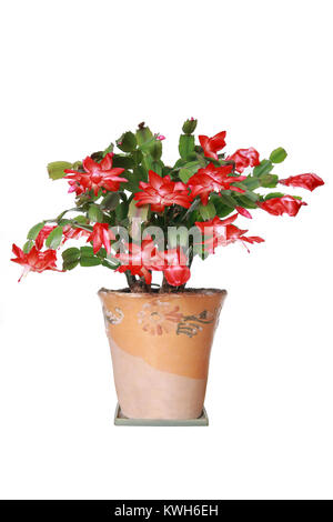 Schlumbergera fleur dans un pot sur un fond blanc Banque D'Images