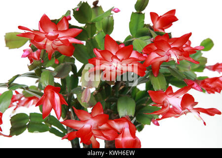Schlumbergera fleur sur fond blanc, close-up Banque D'Images