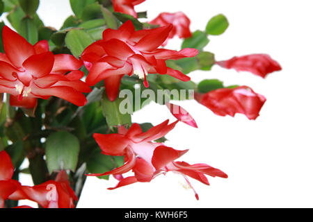 Schlumbergera fleur sur fond blanc, close-up Banque D'Images