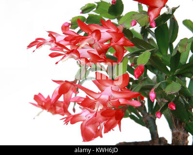 Schlumbergera fleur sur fond blanc, close-up Banque D'Images