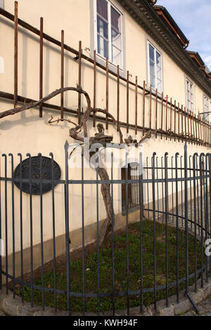 La vieille vigne dans Maribor, Slovénie. La vigne à l'extérieur de la maison de la rivière a été certifié comme la plus ancienne dans le monde. Banque D'Images