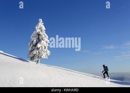 Femme en costume active randonnées dans des conditions hivernales sur une montagne entre les sapins couverts de neige, de Slovénie, de Krvavec. Banque D'Images
