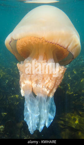 Baril Jelly Fish - Rhizostoma Pulmo Banque D'Images