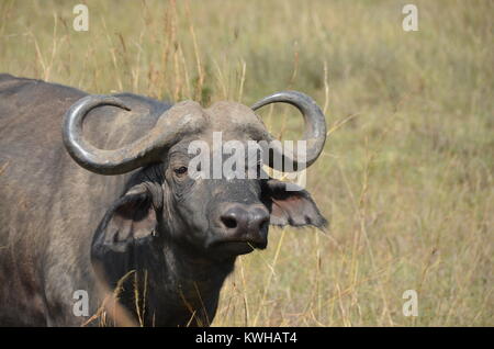 Buffle d'adultes de sexe masculin au Parc National de Nairobi. Les buffles africains est membre de la big five game animaux. Banque D'Images