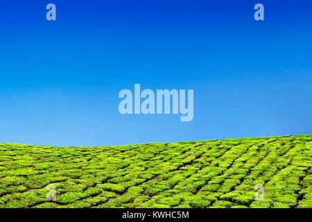 Plantation de thé de Munnar Munnar près de ville, Karnataka, Inde Banque D'Images