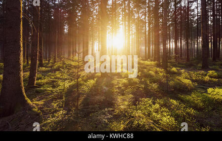 Rayons de soleil matinaux dans la forêt profonde Banque D'Images