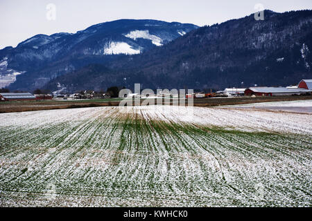 Terres agricoles de la vallée du Fraser, en Colombie-Britannique Banque D'Images