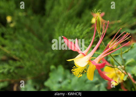 Belle pêche-fleur jaune aquilegia sur un arrière-plan flou d'herbe Banque D'Images