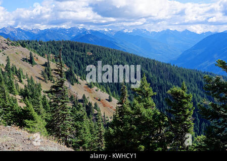 Les forêts de sapin douglas le long du sentier de la colline de l'ouragan, l'Olympic National Park Banque D'Images