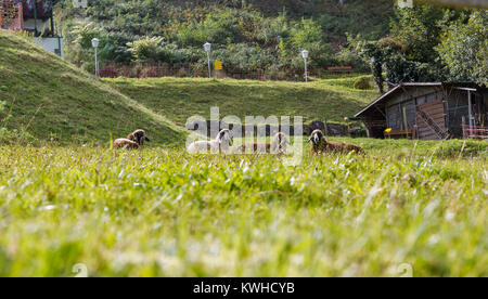 Un petit troupeau de moutons paissant sur l'herbe prairie derrière la clôture en Styrie, Autriche. Banque D'Images