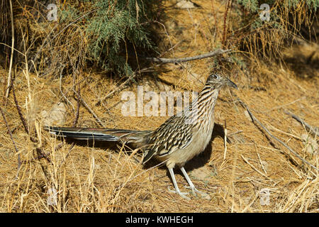 Une plus grande (Geococcyx californianus) Roadrunner à Big Bend National Park, Texas Banque D'Images